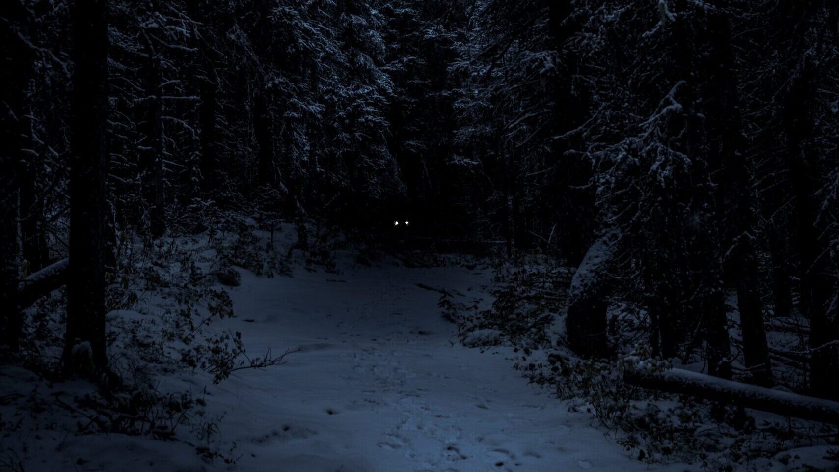 landscape photography of forest