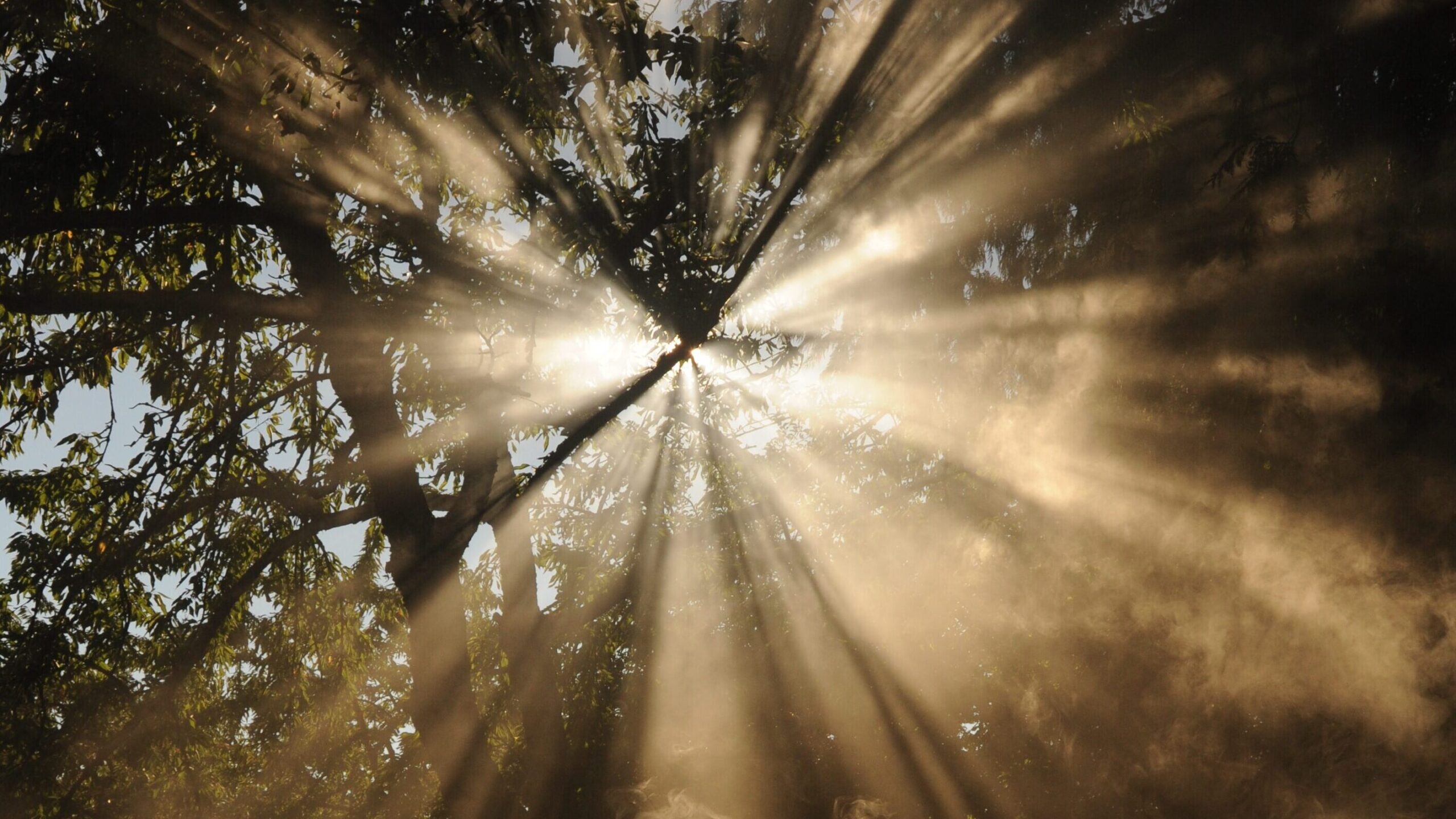 sun rays coming through trees